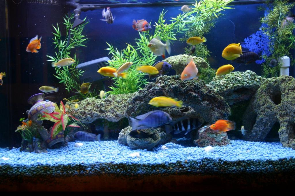 Содержание рыбок в аквариуме
