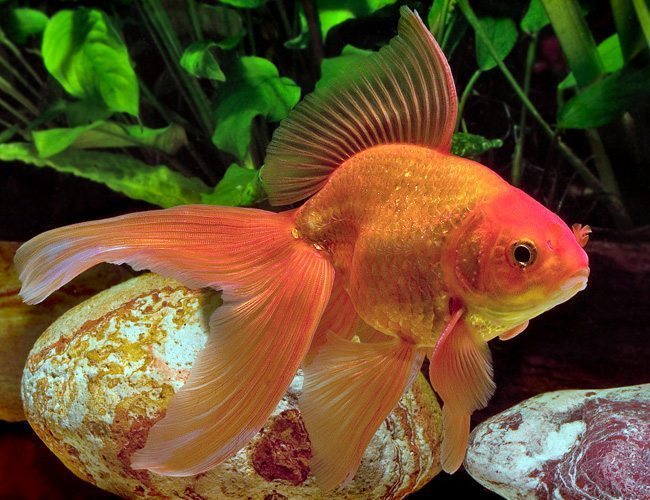 Как ухаживать за золотой рыбкой в аквариуме