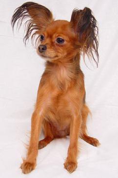 long haired toy terrier