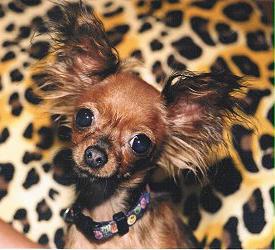 Moscow long-haired toy terrier