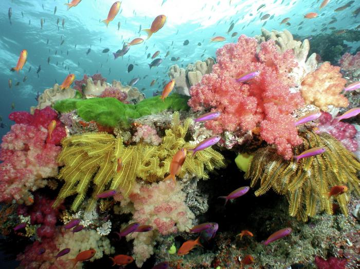 коралл натуральный