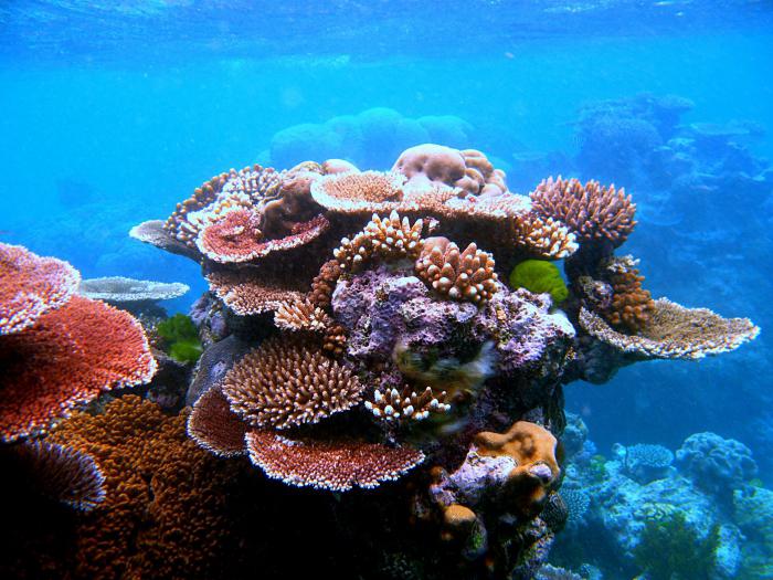 коралл натуральный