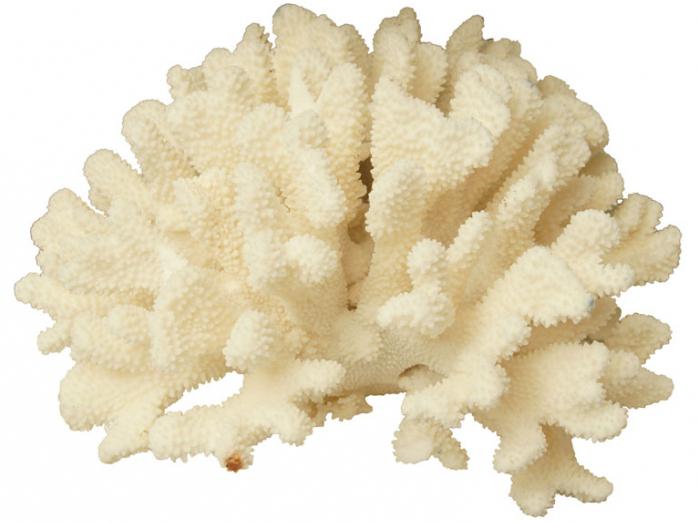 white coral