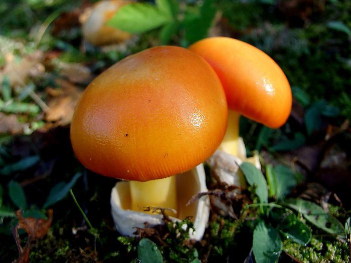 Необычные грибы презентация