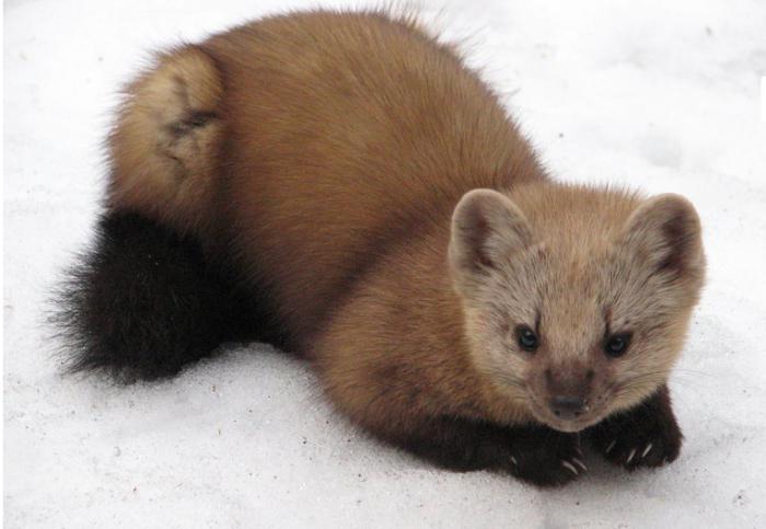 sable animal at home