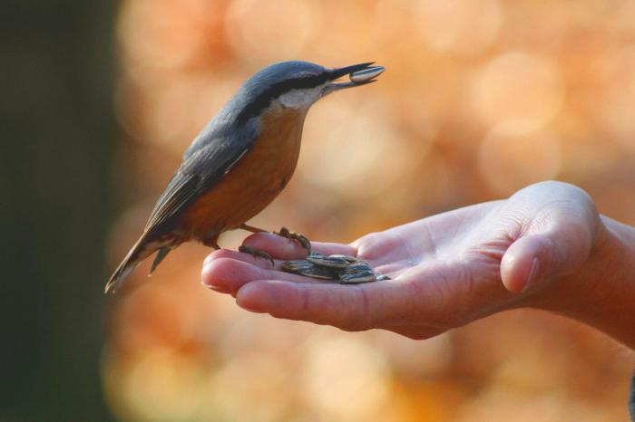 common nuthatch photo