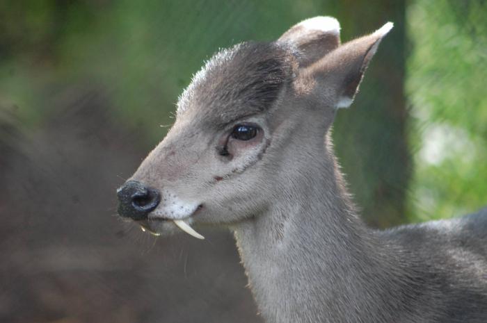 crested deer why does he need fangs