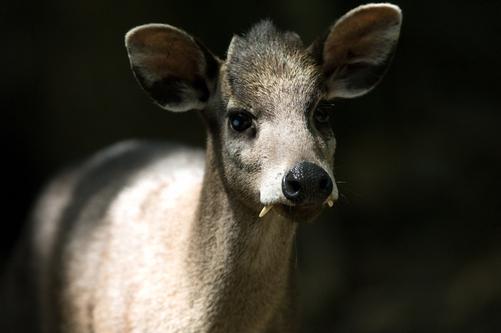 crested deer