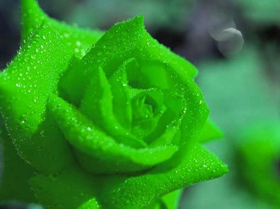 цветок зеленого цвета