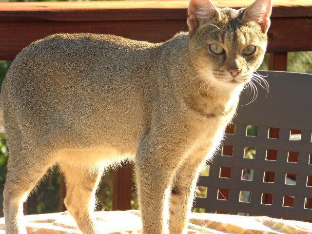 reed cat nature or breed