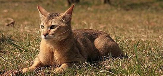 reed cat at home