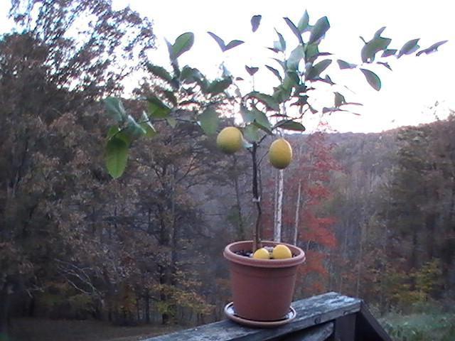 лимонное дерево уход в домашних условиях размножение