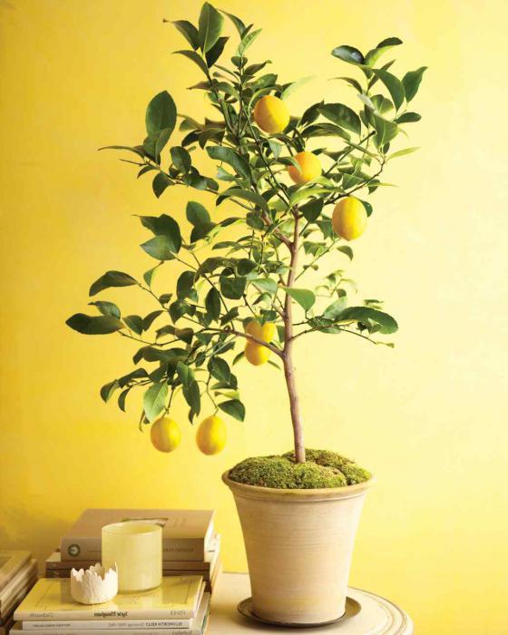 лимонное дерево уход в домашних условиях опали листья