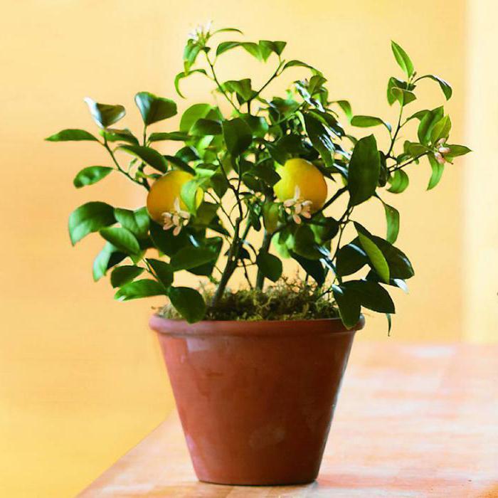 лимонное дерево в домашних условиях уход зимой