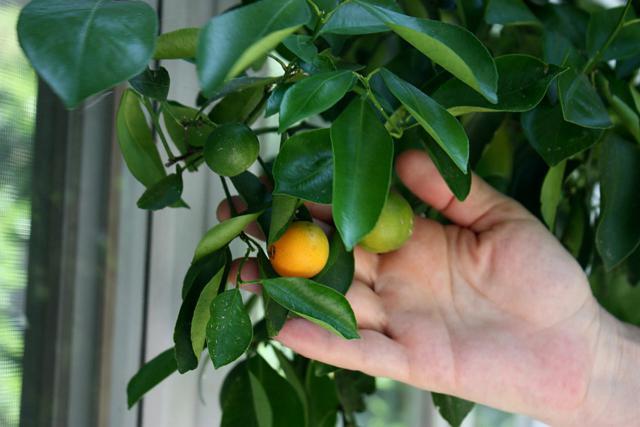 лимонное дерево уход в домашних условиях заболевания 