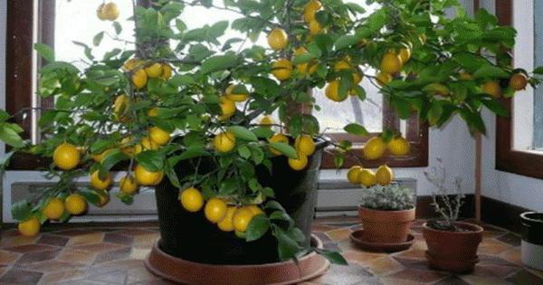 лимонное дерево в домашних условиях уход