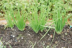 shallots family