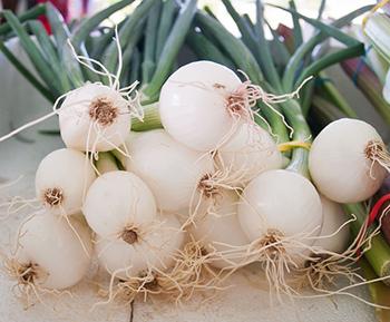 shallots growing