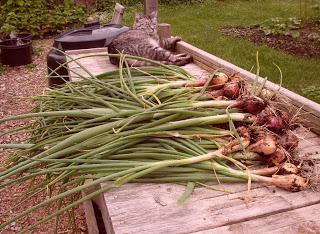 shallot planting