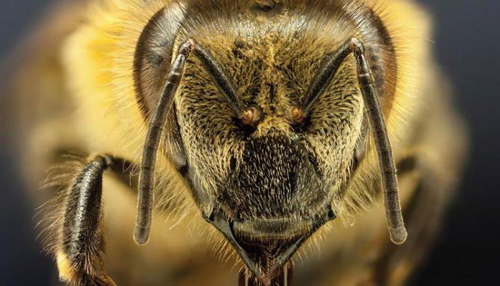 пчелы породы пчел