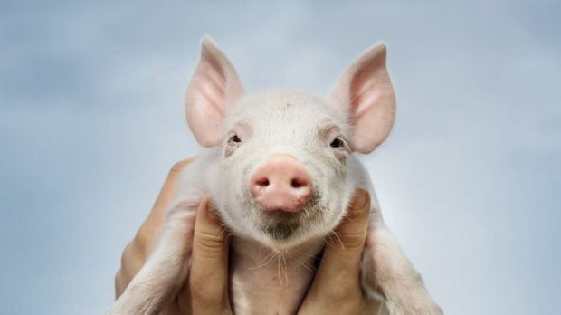 какие породы свиней разводят