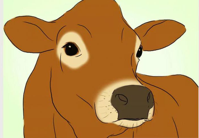 где можно купить корову джерсейской породы 