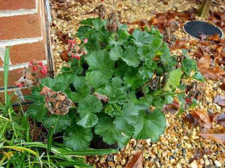 pelargonium zonal tulip]