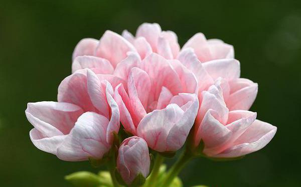 pelargonium tulip