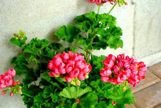 red pandora tulip-shaped pelargonium