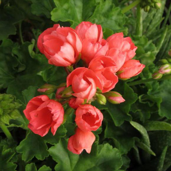 pelargonium tulip-shaped photo