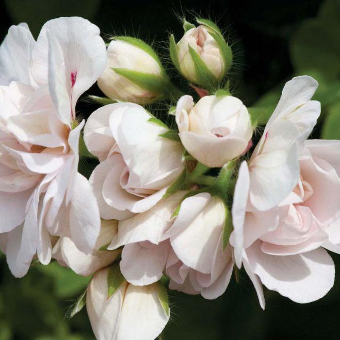 where to buy tulip-shaped pelargonium