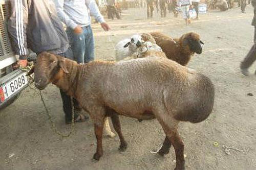 sheep of edilbaevsky breed