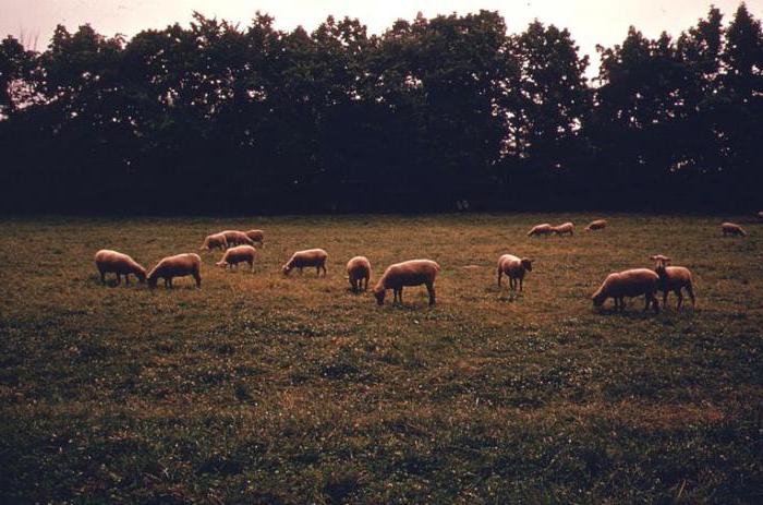 fat tail sheep