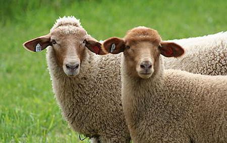 edilbaevskie sheep