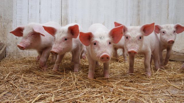 как выращивать свиней 