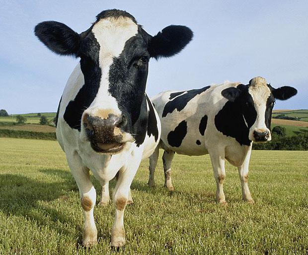 Венгерская порода коров характеристика фото