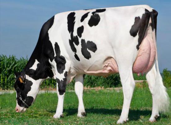 голштинская порода коров характеристика