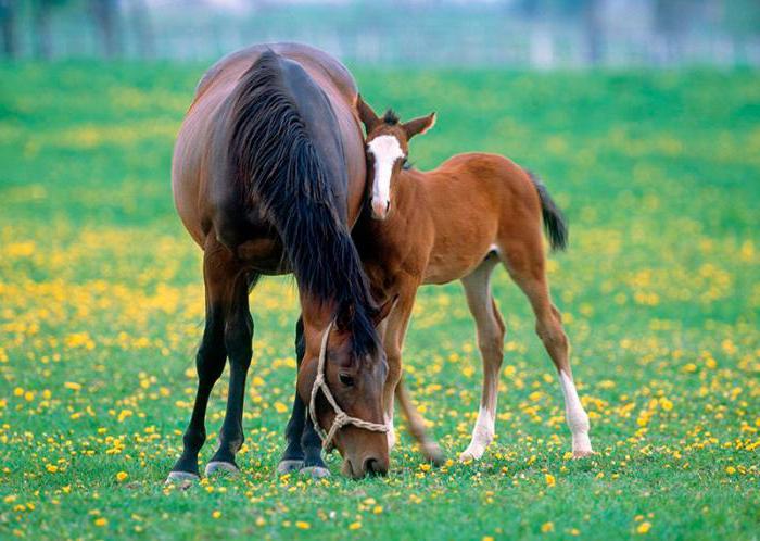 Budennovskaya breed of horses character