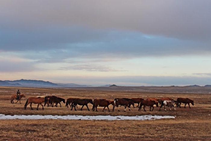 Budennovskaya breed of horses description