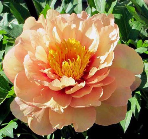 ito hybrids of peonies photo