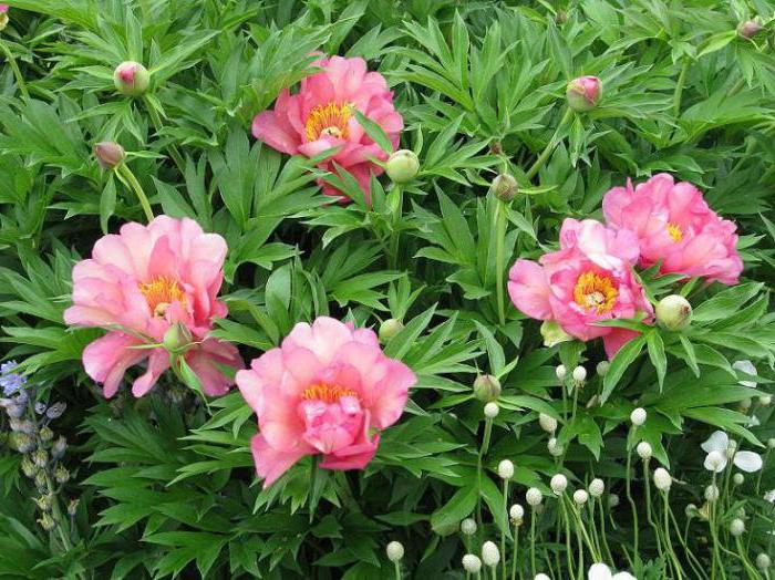 peonies ito hybrids reviews