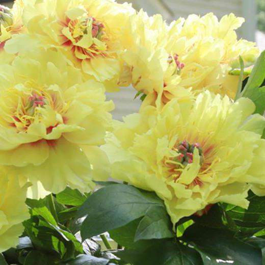 ito hybrids of peonies