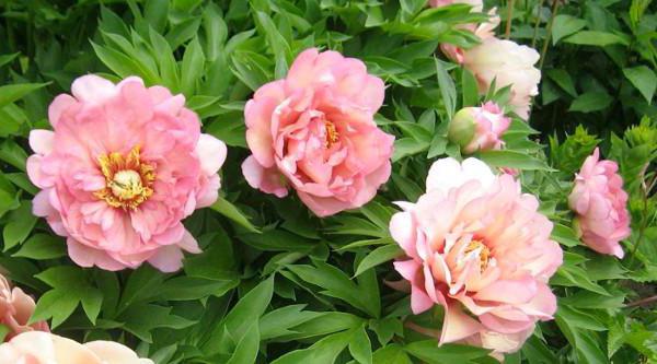 peonies ito hybrids care