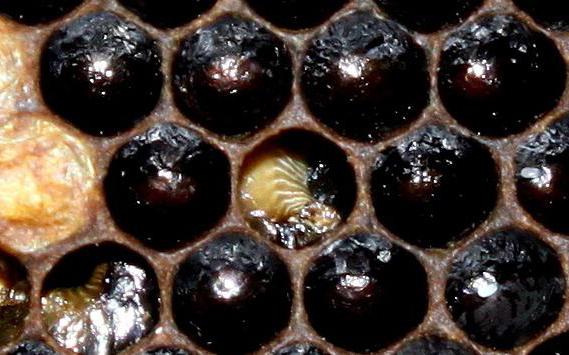  порода пчел карника и их характеристика 
