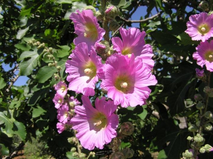 malva seed cultivation