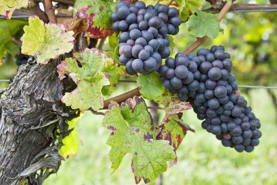 зимостойкие сорта винограда для подмосковья неукрывные