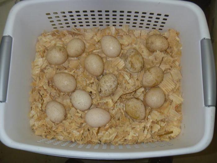 инкубация индюшиных яиц в домашних условиях инкубатором
