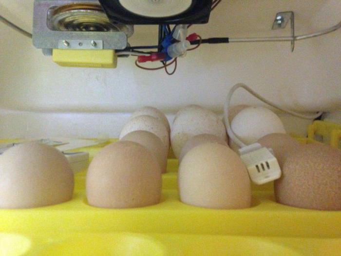 инкубация индюшиных яиц в домашних условиях таблица