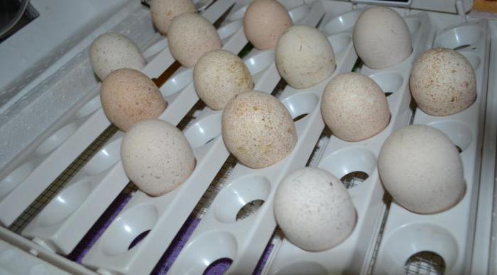 инкубация индюшиных яиц в домашних условиях температура и влажность