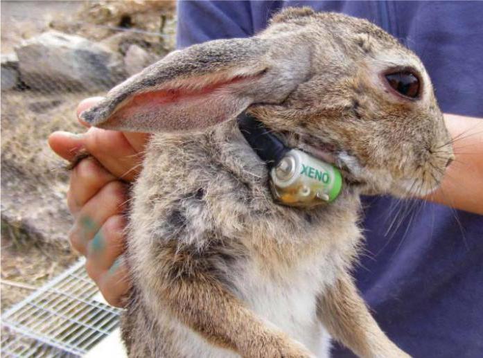 вакцина против вирусной геморрагической болезни кроликов